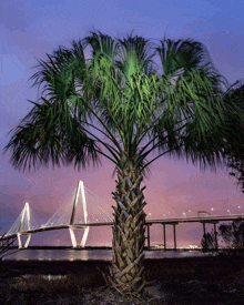 a palm tree stands in front of a bridge