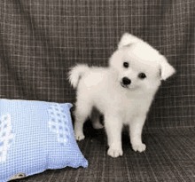 a white pomeranian puppy is standing next to a blue pillow on a couch .