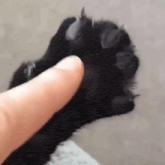 a person is petting a black cat 's paw with their index finger .
