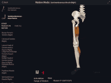 a computer screen shows a skeleton and muscles and says motion mode at the top