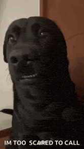 a black dog is making a funny face with the words `` im too scared to call '' written below it .