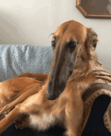 a dog with a very long nose is laying down on a couch