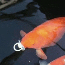 a goldfish with a pacifier in its mouth is swimming in a pond .