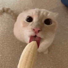 a close up of a cat eating a banana