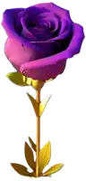 a purple rose with gold leaves is against a white background