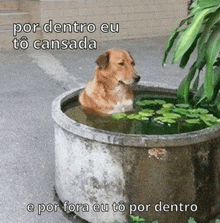 a dog is sitting in a bucket of water with a caption that says por dentro eu to cansada