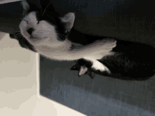 a black and white cat is sleeping on its back