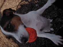 a brown and white dog is holding a red ball in its mouth