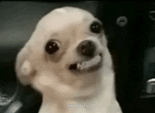 a small white dog is making a funny face and smiling .