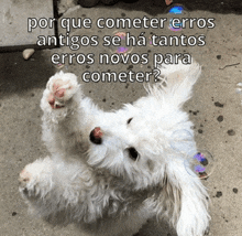 a white dog is laying on its back with bubbles around it and a caption in spanish