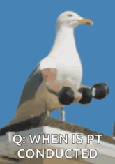 a seagull is holding a pair of dumbbells on its arms ..