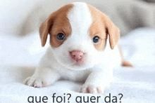 a brown and white puppy is laying on a white blanket on a bed .