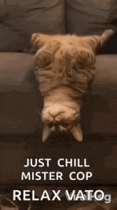 a cat is laying upside down on a couch with the words `` just chill mister cop relax vatog '' .