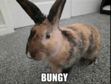 a brown and black rabbit is standing on a carpet with bungy written on the bottom right