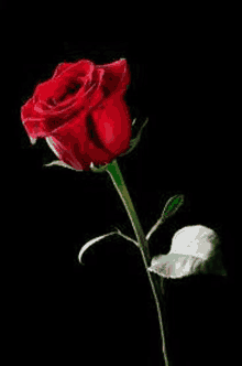 a single red rose with a green stem and white petals on a black background .