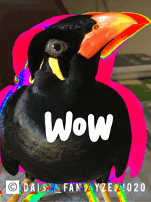 a black bird with a red beak and the word wow on it