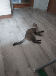 a cat laying on a wooden floor with a mop in the foreground