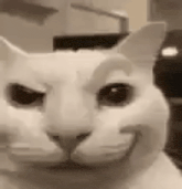 a close up of a cat 's face with a smile on its face .