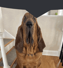 a brown dog is sitting on the stairs looking at the camera