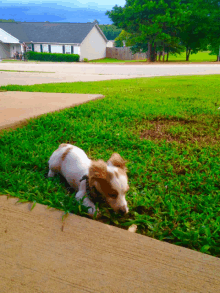 a brown and white dog laying in the grass