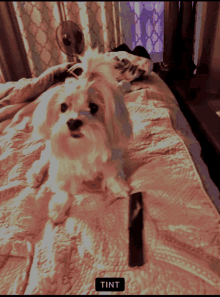 a small white dog sits on a bed next to a tint bottle