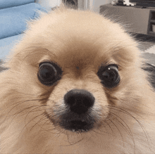 a close up of a small dog 's face with a blue couch in the background