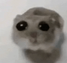 a close up of a hamster 's face behind a glass door .