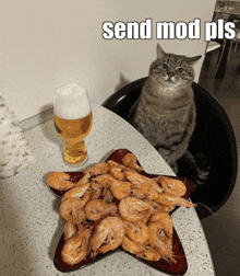 a cat sits at a table with a plate of shrimp and a glass of beer