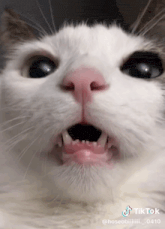 a close up of a cat 's mouth with a tiktok watermark