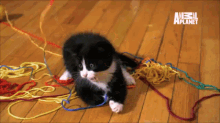 a black and white cat is playing with yarn on a wooden floor with an animal planet logo in the background