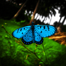 a blue butterfly with black spots on its wings is sitting on a green plant