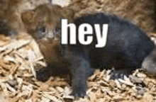 a black bear cub is laying on a pile of wood chips with the words `` hey '' written on it .