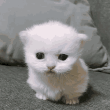 a small white kitten is sitting on a couch with a pillow .