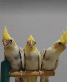 three birds are sitting on a wooden perch and one has a yellow crest on its head