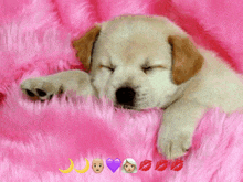 a puppy is laying on a pink blanket with emojis around it