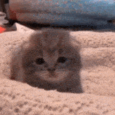 a kitten is sticking its head out of a hole in the blanket .