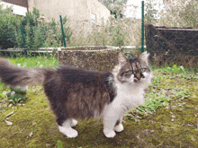 a fluffy cat with green eyes standing in the grass