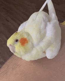 a yellow and white bird with a red spot on its face