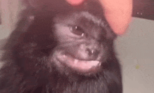 a person is petting a small black monkey with a beard .