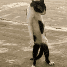 a black and white cat is standing on its hind legs on a sidewalk