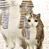 a cat wearing a pharaoh 's hat is standing next to two other cats