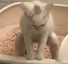 a white cat is sitting in a litter box with a blurred background .