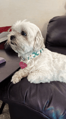 a small white dog wearing a collar with a flower on it is laying on a couch