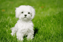 a small white dog is sitting in the grass .