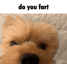 a picture of a dog with the words do you fart written above it