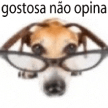 a close up of a dog wearing glasses with the words gostosa não opina written above it .