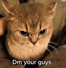 a cat with the words dm your guys written below it