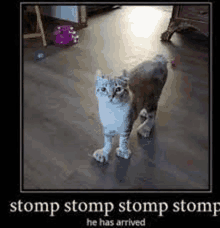 a cat is standing on its hind legs on a wooden floor in a living room .