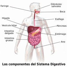 a diagram of a man 's digestive system in spanish