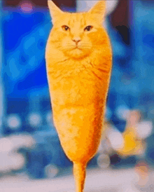 a cat that looks like a corn dog